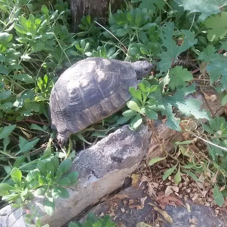 Cici's Pansion Datça